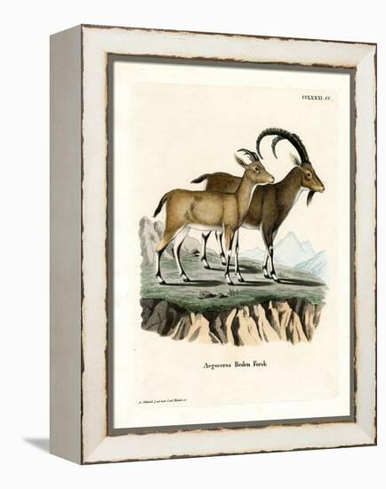 Nubian Ibex-null-Framed Premier Image Canvas