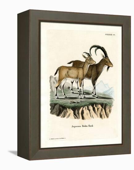 Nubian Ibex-null-Framed Premier Image Canvas