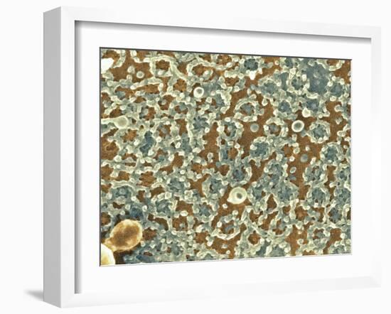 Nuclear Pore Complexes, SEM-Science Photo Library-Framed Photographic Print