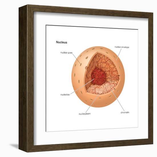 Nucleus, Cellular Organelle, Cell Biology-Encyclopaedia Britannica-Framed Art Print