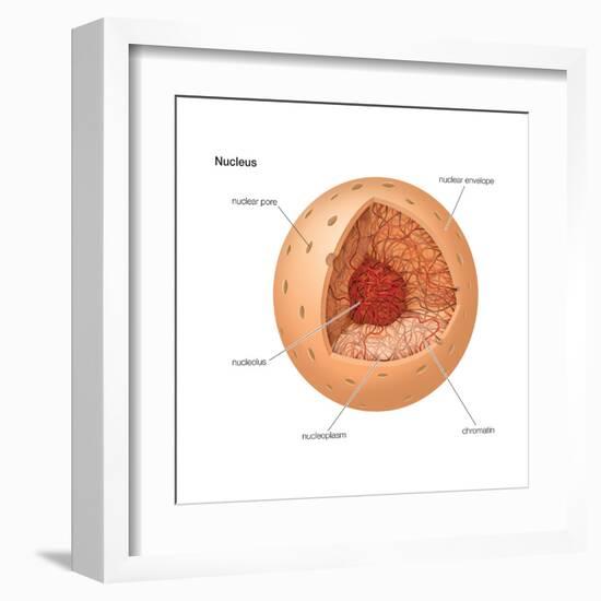 Nucleus, Cellular Organelle, Cell Biology-Encyclopaedia Britannica-Framed Art Print