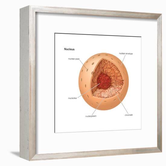 Nucleus, Cellular Organelle, Cell Biology-Encyclopaedia Britannica-Framed Art Print