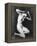Nude Posing, C1910-Arnold Genthe-Framed Premier Image Canvas
