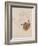 Nude with Blue Stockings, Bending Forward, 1912-Egon Schiele-Framed Giclee Print