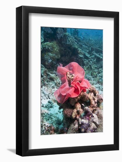 Nudibranch Eggs, Komodo, Indonesia, Southeast Asia, Asia-Lisa Collins-Framed Photographic Print