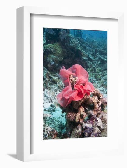 Nudibranch Eggs, Komodo, Indonesia, Southeast Asia, Asia-Lisa Collins-Framed Photographic Print