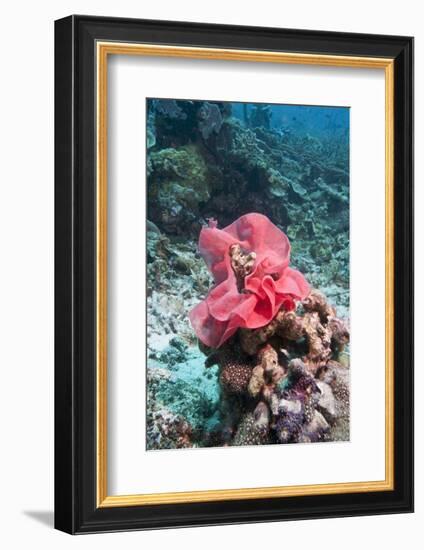 Nudibranch Eggs, Komodo, Indonesia, Southeast Asia, Asia-Lisa Collins-Framed Photographic Print