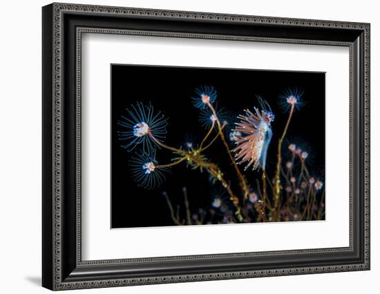 Nudibranch (Flabellina Nobilis) Feeding On A Solitary Hydroid (Tubularia Indivisa) And Laying Eggs-Alex Mustard-Framed Photographic Print