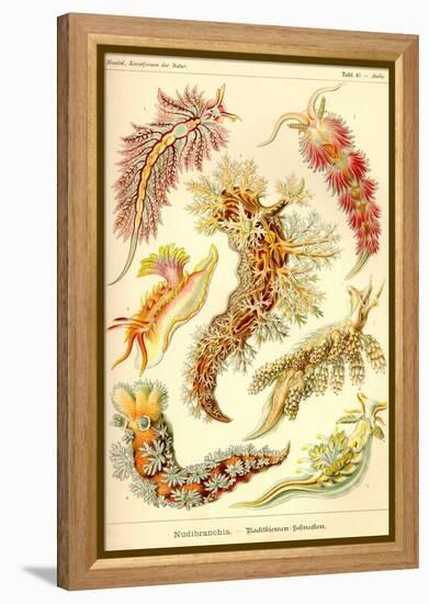 Nudibranch Gastropod Mollusks-Ernst Haeckel-Framed Stretched Canvas