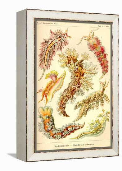 Nudibranch Gastropod Mollusks-Ernst Haeckel-Framed Stretched Canvas