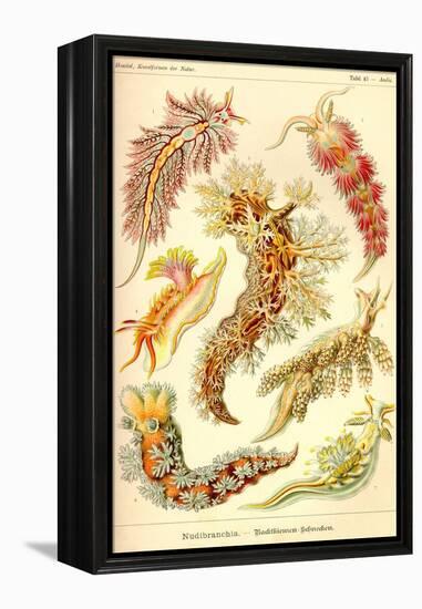 Nudibranch Gastropod Mollusks-Ernst Haeckel-Framed Stretched Canvas