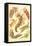 Nudibranch Gastropod Mollusks-Ernst Haeckel-Framed Stretched Canvas