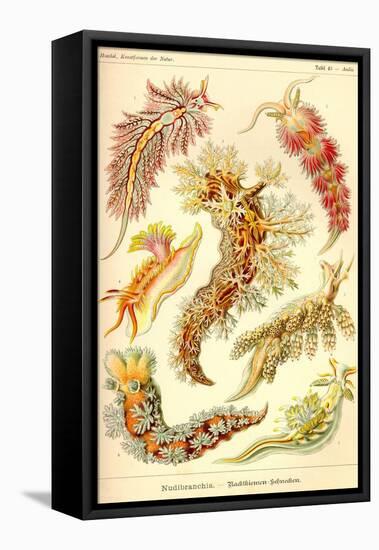 Nudibranch Gastropod Mollusks-Ernst Haeckel-Framed Stretched Canvas