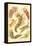 Nudibranch Gastropod Mollusks-Ernst Haeckel-Framed Stretched Canvas