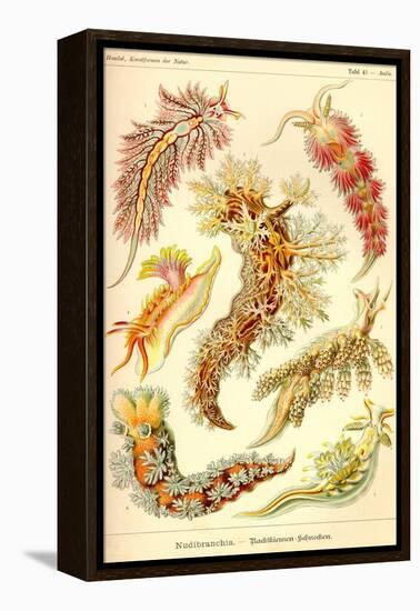 Nudibranch Gastropod Mollusks-Ernst Haeckel-Framed Stretched Canvas