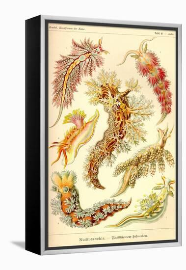 Nudibranch Gastropod Mollusks-Ernst Haeckel-Framed Stretched Canvas