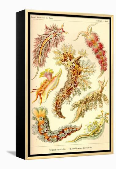 Nudibranch Gastropod Mollusks-Ernst Haeckel-Framed Stretched Canvas