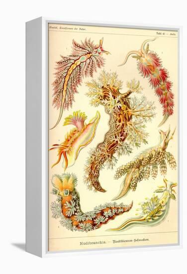 Nudibranch Gastropod Mollusks-Ernst Haeckel-Framed Stretched Canvas