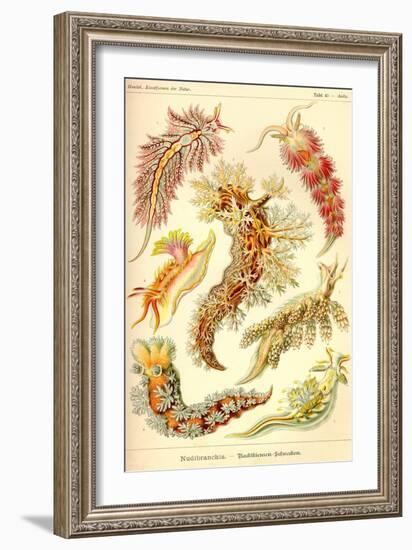 Nudibranch Gastropod Mollusks-Ernst Haeckel-Framed Art Print