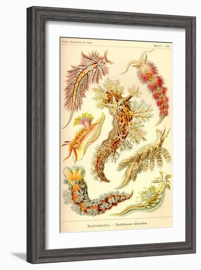 Nudibranch Gastropod Mollusks-Ernst Haeckel-Framed Art Print