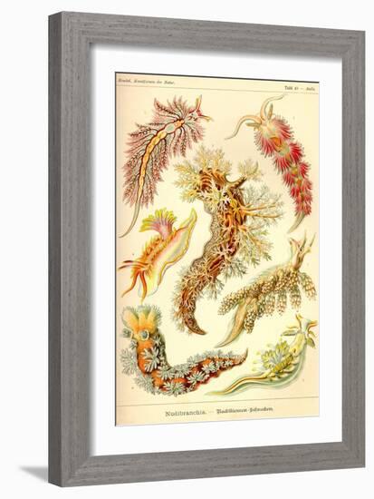 Nudibranch Gastropod Mollusks-Ernst Haeckel-Framed Art Print