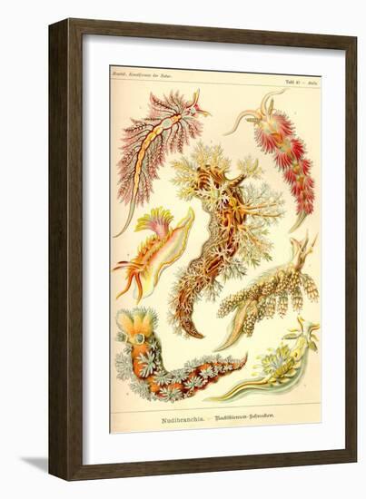 Nudibranch Gastropod Mollusks-Ernst Haeckel-Framed Art Print