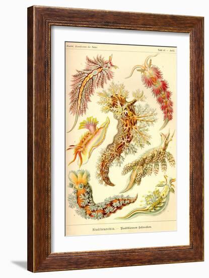 Nudibranch Gastropod Mollusks-Ernst Haeckel-Framed Art Print