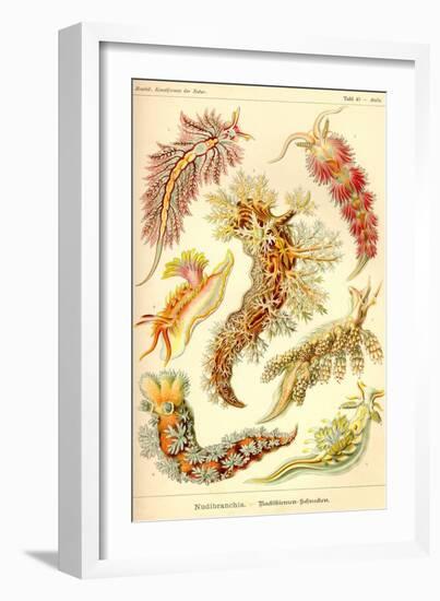 Nudibranch Gastropod Mollusks-Ernst Haeckel-Framed Art Print