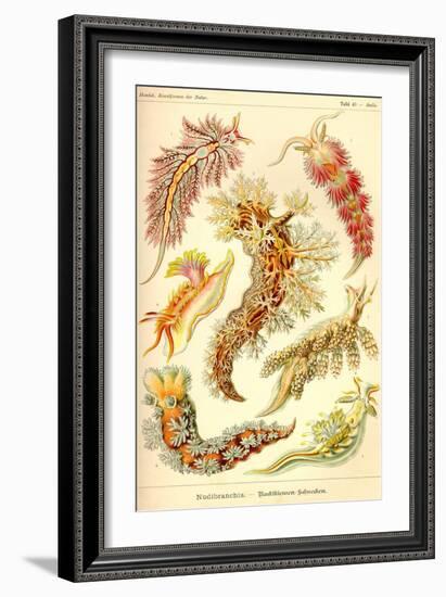 Nudibranch Gastropod Mollusks-Ernst Haeckel-Framed Art Print