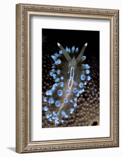 Nudibranch (Janolus Cristatus) Vela Luka, Korcula Island, Croatia, Adriatic Sea, Mediterranean-Franco Banfi-Framed Photographic Print