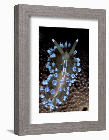 Nudibranch (Janolus Cristatus) Vela Luka, Korcula Island, Croatia, Adriatic Sea, Mediterranean-Franco Banfi-Framed Photographic Print