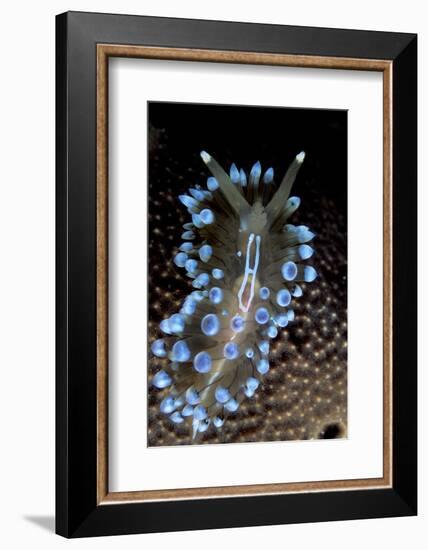 Nudibranch (Janolus Cristatus) Vela Luka, Korcula Island, Croatia, Adriatic Sea, Mediterranean-Franco Banfi-Framed Photographic Print