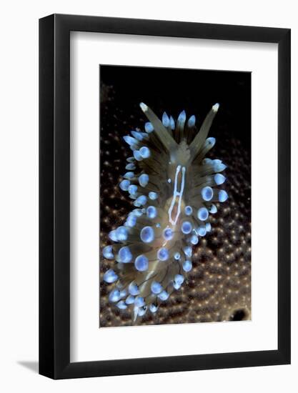 Nudibranch (Janolus Cristatus) Vela Luka, Korcula Island, Croatia, Adriatic Sea, Mediterranean-Franco Banfi-Framed Photographic Print