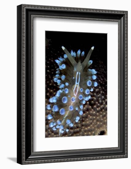 Nudibranch (Janolus Cristatus) Vela Luka, Korcula Island, Croatia, Adriatic Sea, Mediterranean-Franco Banfi-Framed Photographic Print