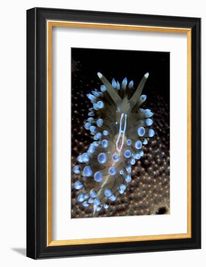 Nudibranch (Janolus Cristatus) Vela Luka, Korcula Island, Croatia, Adriatic Sea, Mediterranean-Franco Banfi-Framed Photographic Print