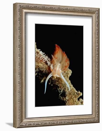 Nudibranch Laying Eggs (Godiva Banyulensis), Mediterranean Sea.-Reinhard Dirscherl-Framed Photographic Print