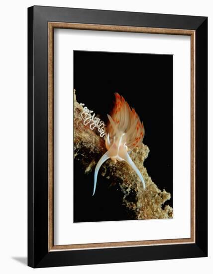 Nudibranch Laying Eggs (Godiva Banyulensis), Mediterranean Sea.-Reinhard Dirscherl-Framed Photographic Print