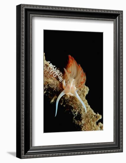 Nudibranch Laying Eggs (Godiva Banyulensis), Mediterranean Sea.-Reinhard Dirscherl-Framed Photographic Print