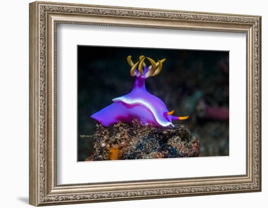 Nudibranch, Lembeh Strait, North Sulawesi, Indonesia-Georgette Douwma-Framed Photographic Print
