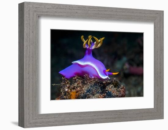 Nudibranch, Lembeh Strait, North Sulawesi, Indonesia-Georgette Douwma-Framed Photographic Print