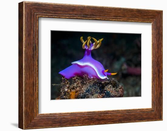 Nudibranch, Lembeh Strait, North Sulawesi, Indonesia-Georgette Douwma-Framed Photographic Print