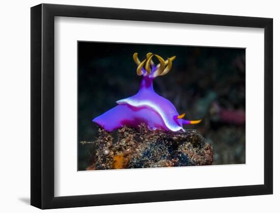 Nudibranch, Lembeh Strait, North Sulawesi, Indonesia-Georgette Douwma-Framed Photographic Print