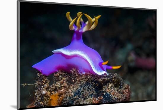 Nudibranch, Lembeh Strait, North Sulawesi, Indonesia-Georgette Douwma-Mounted Photographic Print