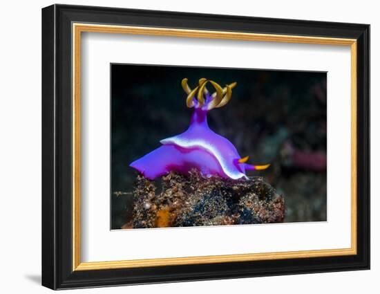 Nudibranch, Lembeh Strait, North Sulawesi, Indonesia-Georgette Douwma-Framed Photographic Print