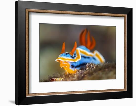 nudibranch on a coral reef, indonesia-alex mustard-Framed Photographic Print