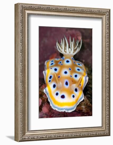 nudibranch on a coral reef, thailand-alex mustard-Framed Photographic Print