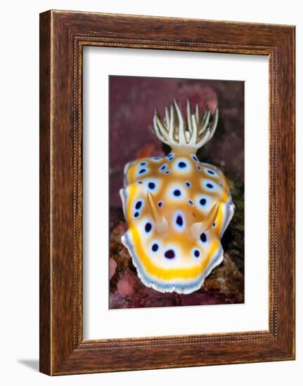 nudibranch on a coral reef, thailand-alex mustard-Framed Photographic Print