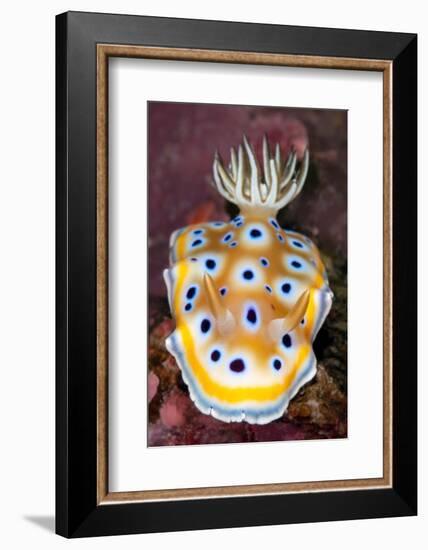 nudibranch on a coral reef, thailand-alex mustard-Framed Photographic Print