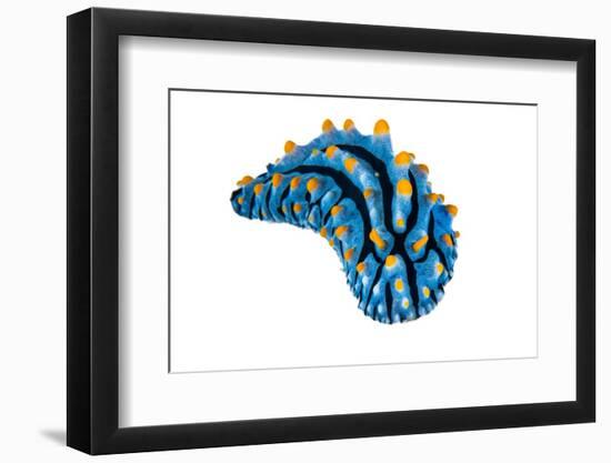 nudibranch portrait on white background, indonesia-alex mustard-Framed Photographic Print