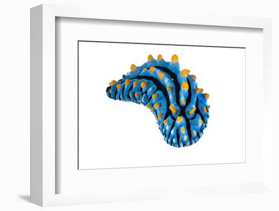 nudibranch portrait on white background, indonesia-alex mustard-Framed Photographic Print